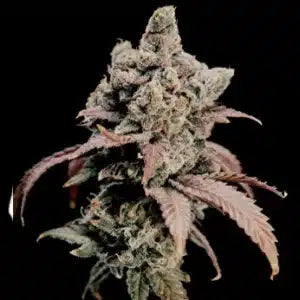 Hidden Vice [(Jealousy x Gary Payton) x Fizzy Gum] 5 seeds