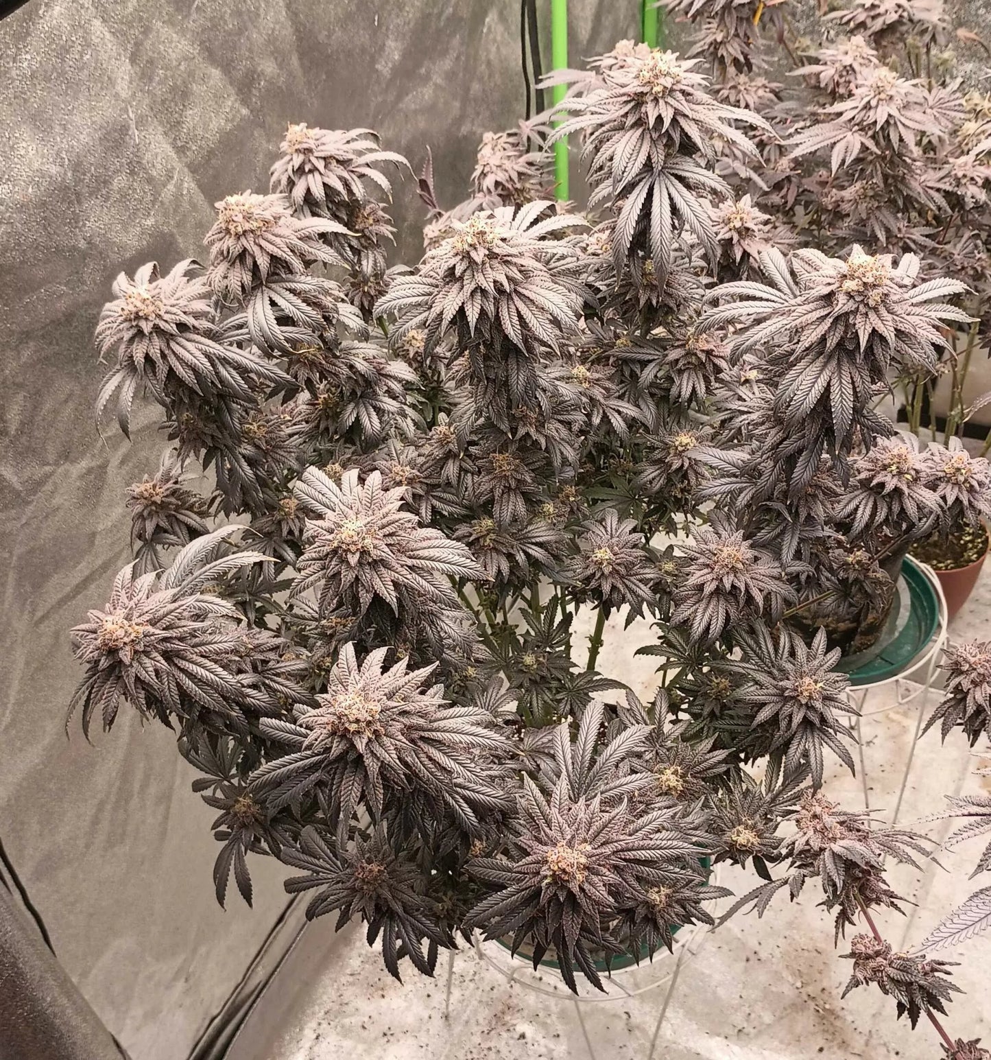 Violetti (Chile Verde x Zwish) 6 - Pack + 6 Freebies of Sour D x Zoda - Gas Station