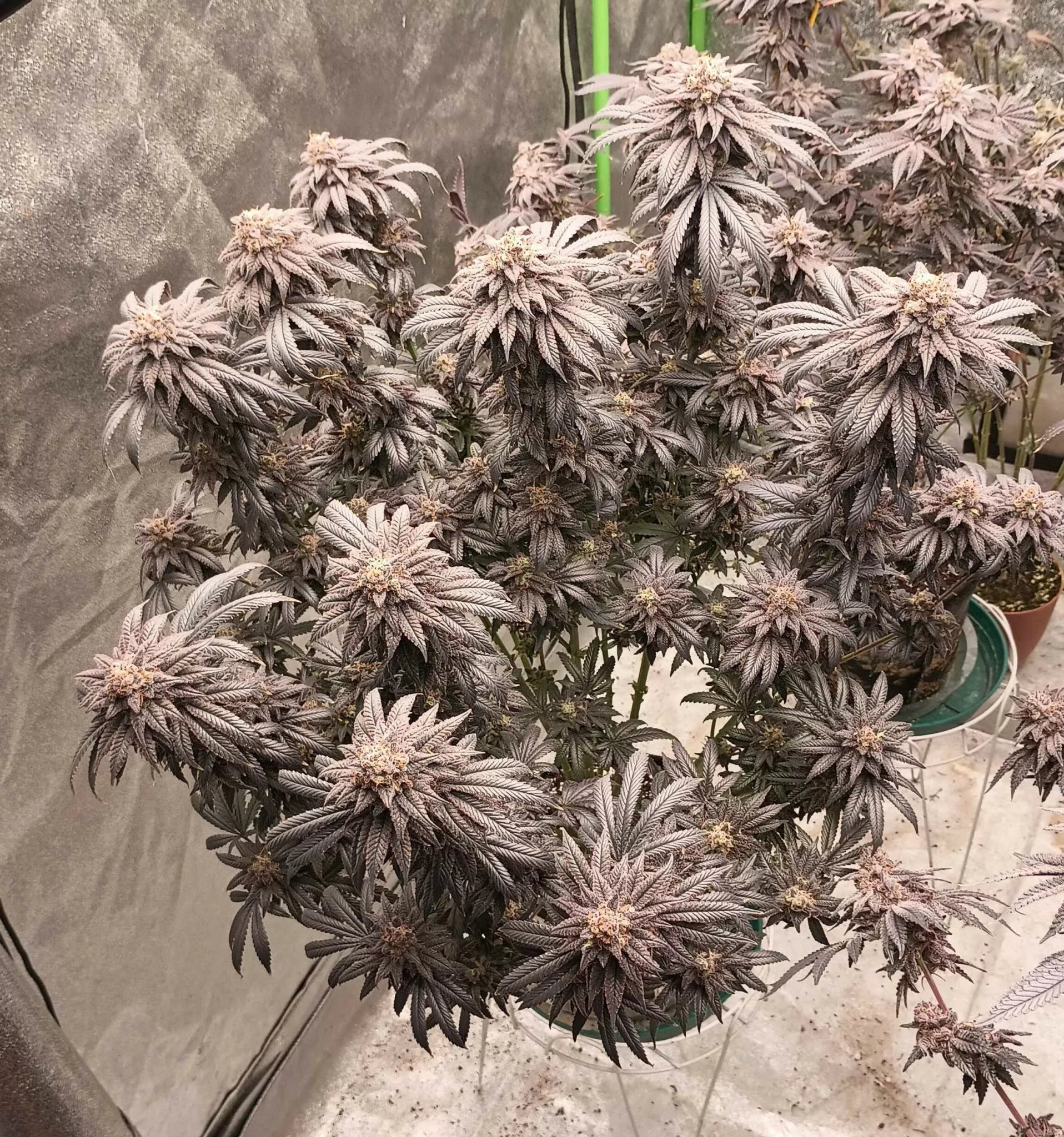 Violetti (Chile Verde x Zwish) 6 - Pack + 6 Freebies of Sour D x Zoda - Gas Station