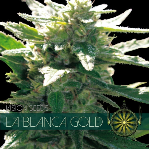 La Blanca Gold (Super Skunk x Great White x Skunk 1) fem seeds