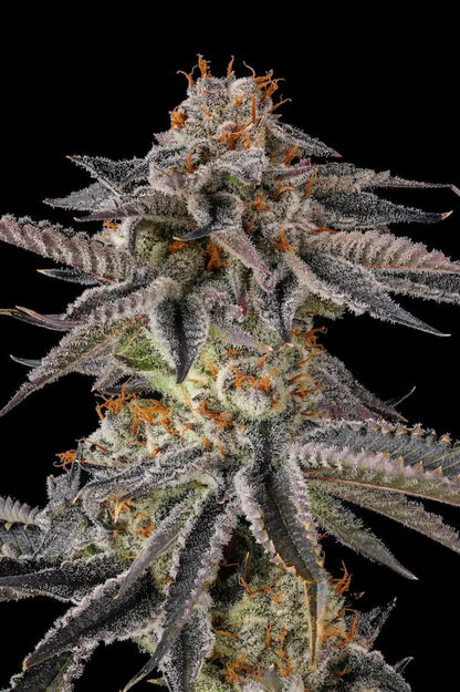JAHrassic (JAHmagic x Black Amber) 3 seeds