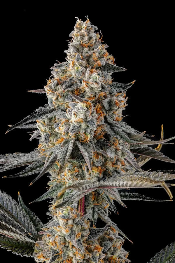 La Llorona (Devil Driver x Black Amber) 3 seeds
