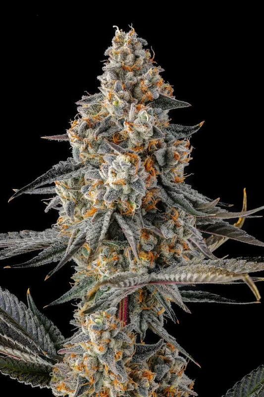 La Llorona (Devil Driver x Black Amber) 3 seeds