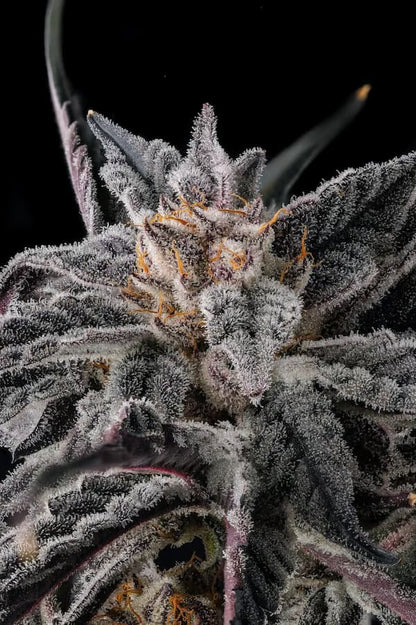 Nakamarra (Pink Certz x Black Amber) 3 seeds