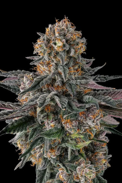 Orange Moon (Ice Cream Man #5 x Black Amber) 3 seeds