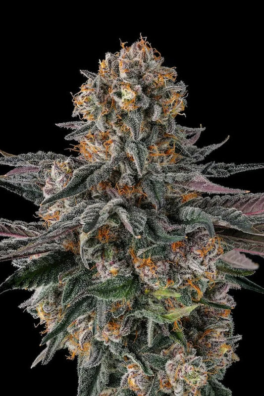 Orange Moon (Ice Cream Man #5 x Black Amber) 3 seeds
