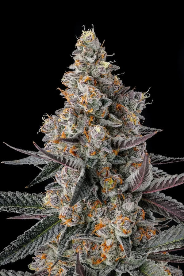 Shake Back (Apples n Bananas x Black Amber) 3 seeds