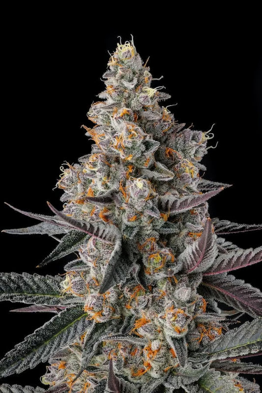 Shake Back (Apples n Bananas x Black Amber) 3 seeds