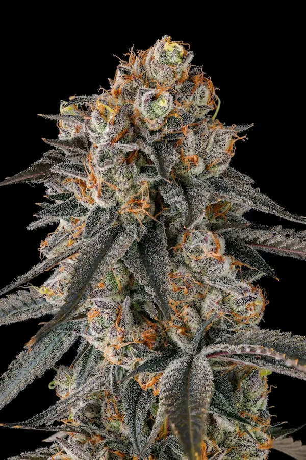 Solazo (Pinana x Black Amber) 3 seeds