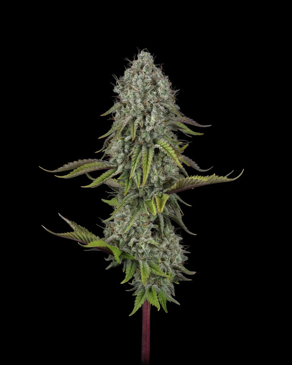 SFV OG x x WB Bubba 5 seeds