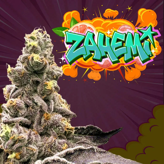 Zahemi (Yahemi x Zaïzaï) Regular 12-Pack