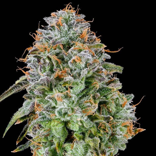 ZUNAMI [Zkittlez x (41 x Sherb BX1)] 7 seeds + 3 Zunami
